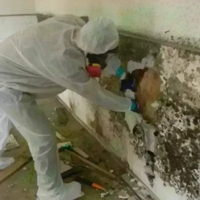 Mold Remediation and Removal in South Yuba City, CA